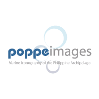 Poppeimages